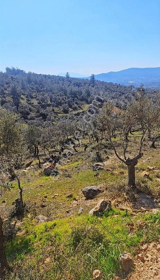 Torbalı Dirmil Satılık Bağ & Bahçe Aciliyet Den Torbalı Dirmil De Tapudan Satışlı Tarla