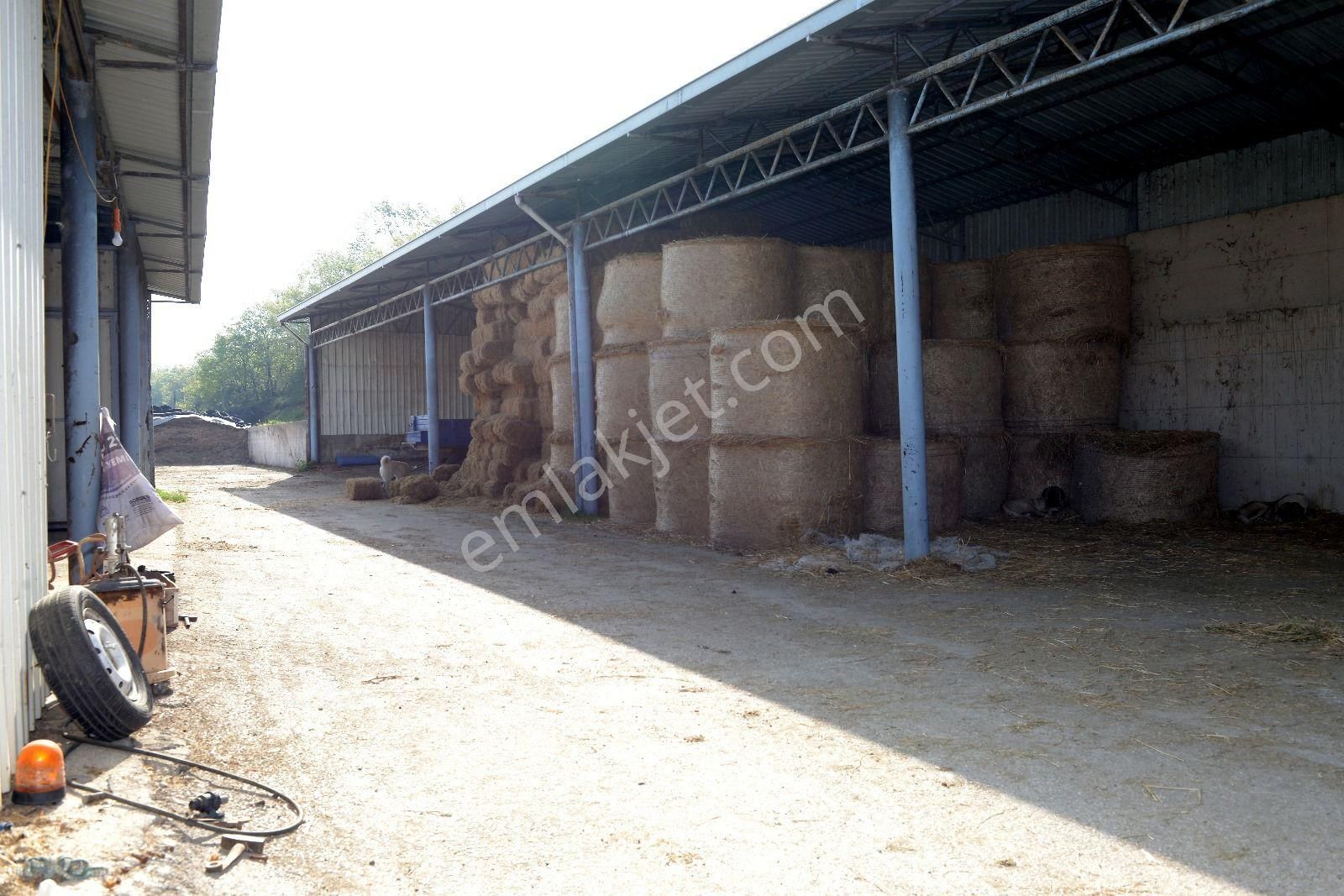 Acil Fiyat Düştü Satılık Çiftlik - Görsel 5