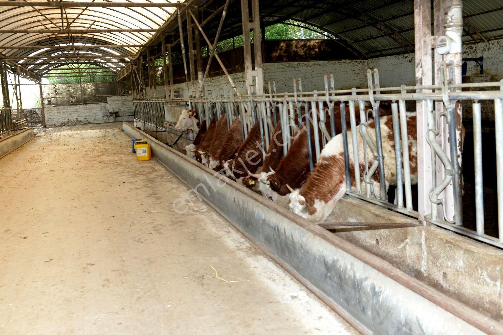 Acil Fiyat Düştü Satılık Çiftlik - Görsel 12