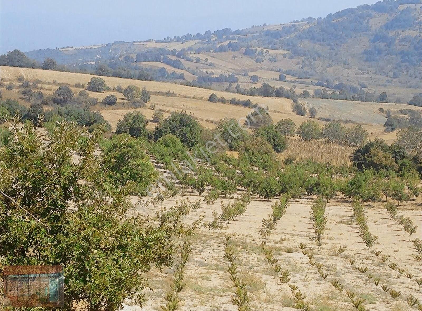 İnegöl Madenköy Satılık Tarla İnegöl De Maden Köy Acil Satılık 7300 M2 Tarla .