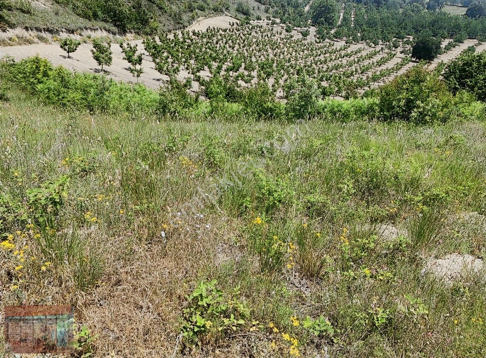 İnegöl De Maden Köy Acil Satılık 7300 M2 Tarla . - Görsel 9