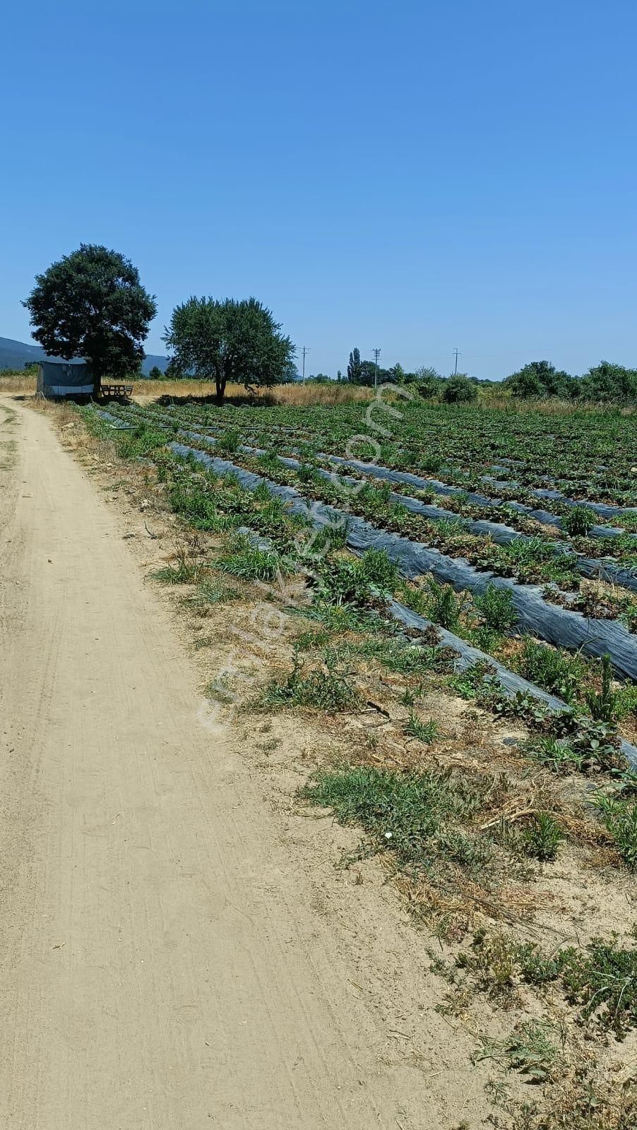 Yenice Kurtlar Köyü Satılık Tarla Cemre Emlaktan Kurtlar Köyünde 3292 M2 Tarla Arazisi