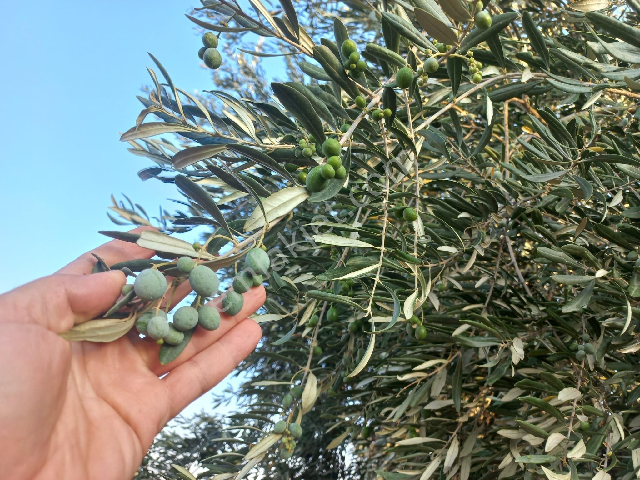 Babil Emlaktan Satılık Şehre Yakın Kaçmaz Süper Tonluk Zeytin
