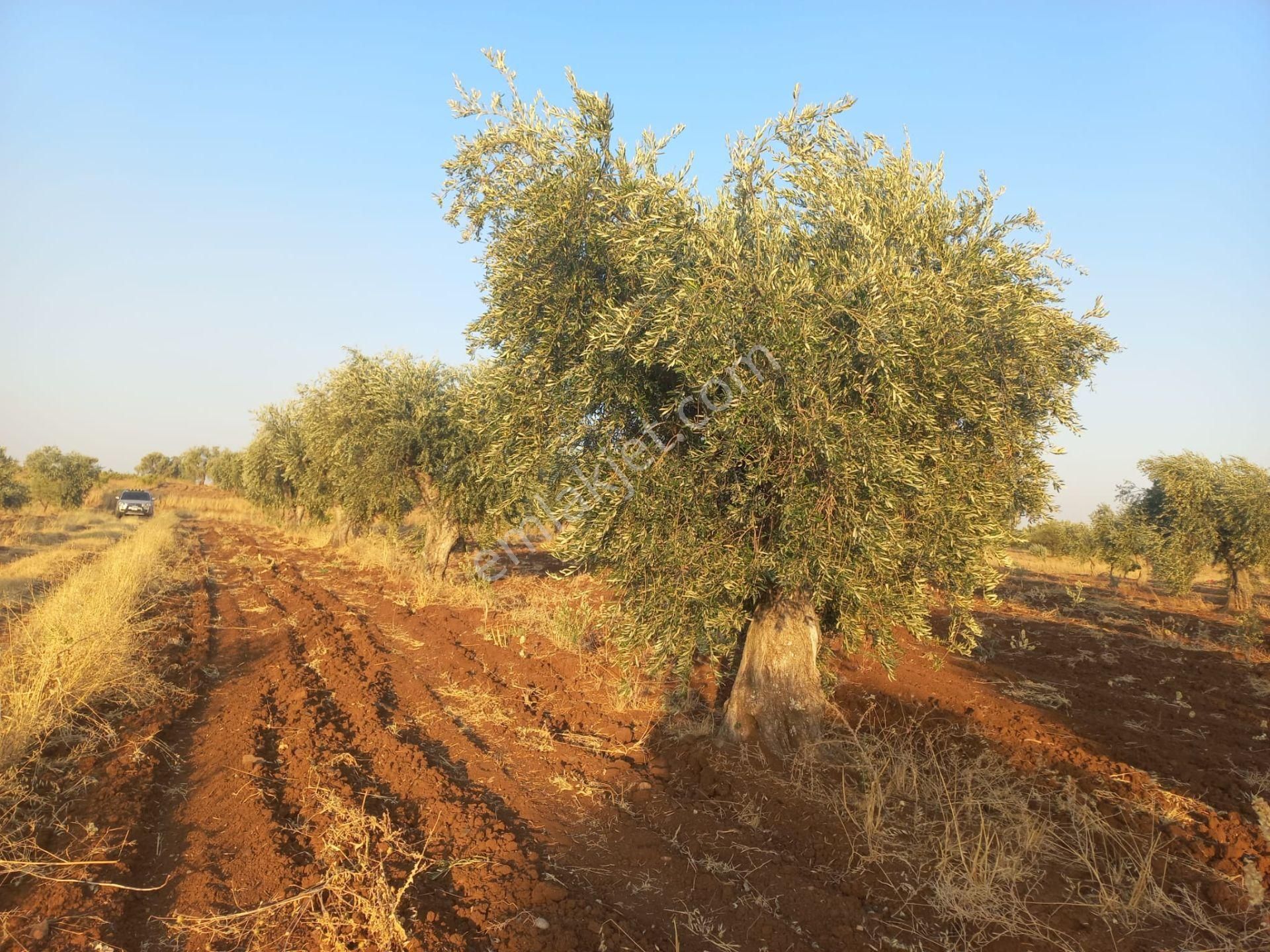 Kilis Merkez Yavuz Sultan Selim Satılık Zeytinlik Babil Emlaktan Satılık Şehre Yakın Tonluk Zeytin