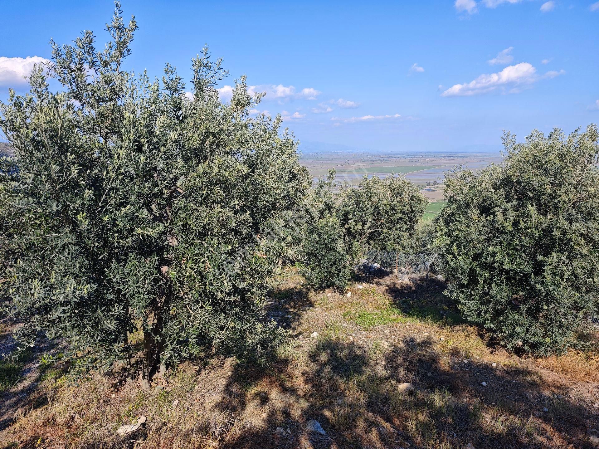 Satılık Yatırımlık Zeytinlik - Görsel 9