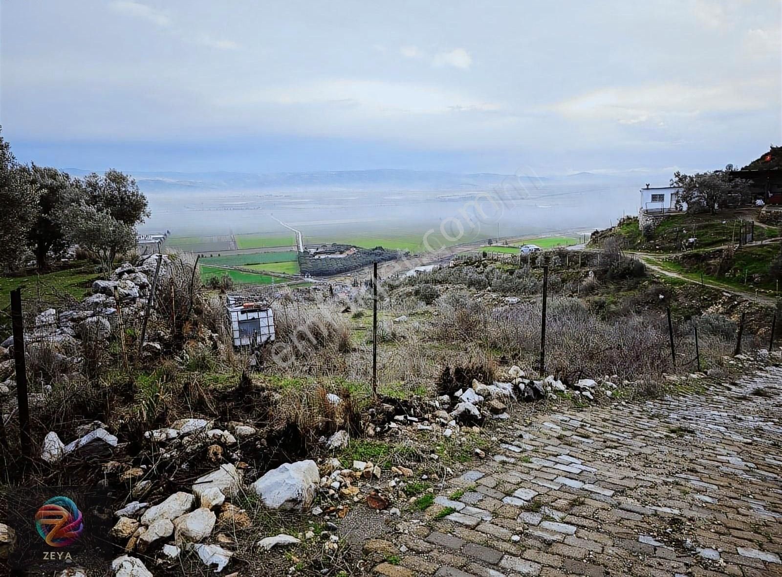 Söke Sazlı Satılık Tarla Satılık Yatırımlık Zeytinlik