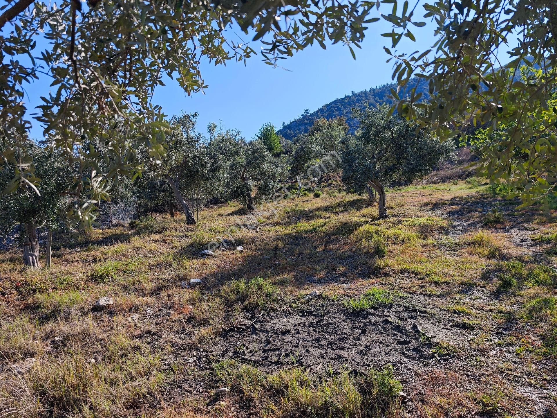 Satılık Yatırımlık Zeytinlik - Görsel 8