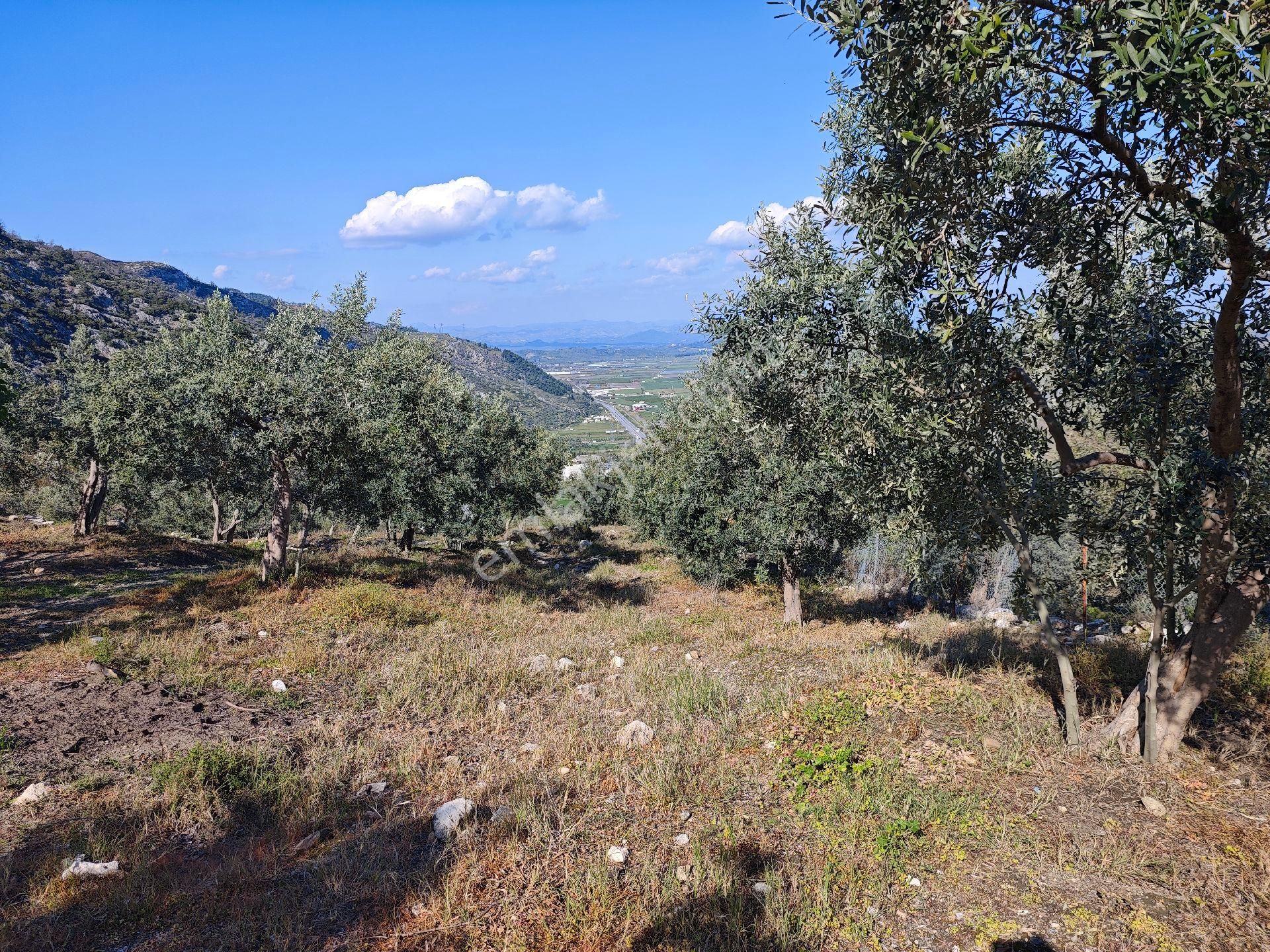 Satılık Yatırımlık Zeytinlik - Görsel 5