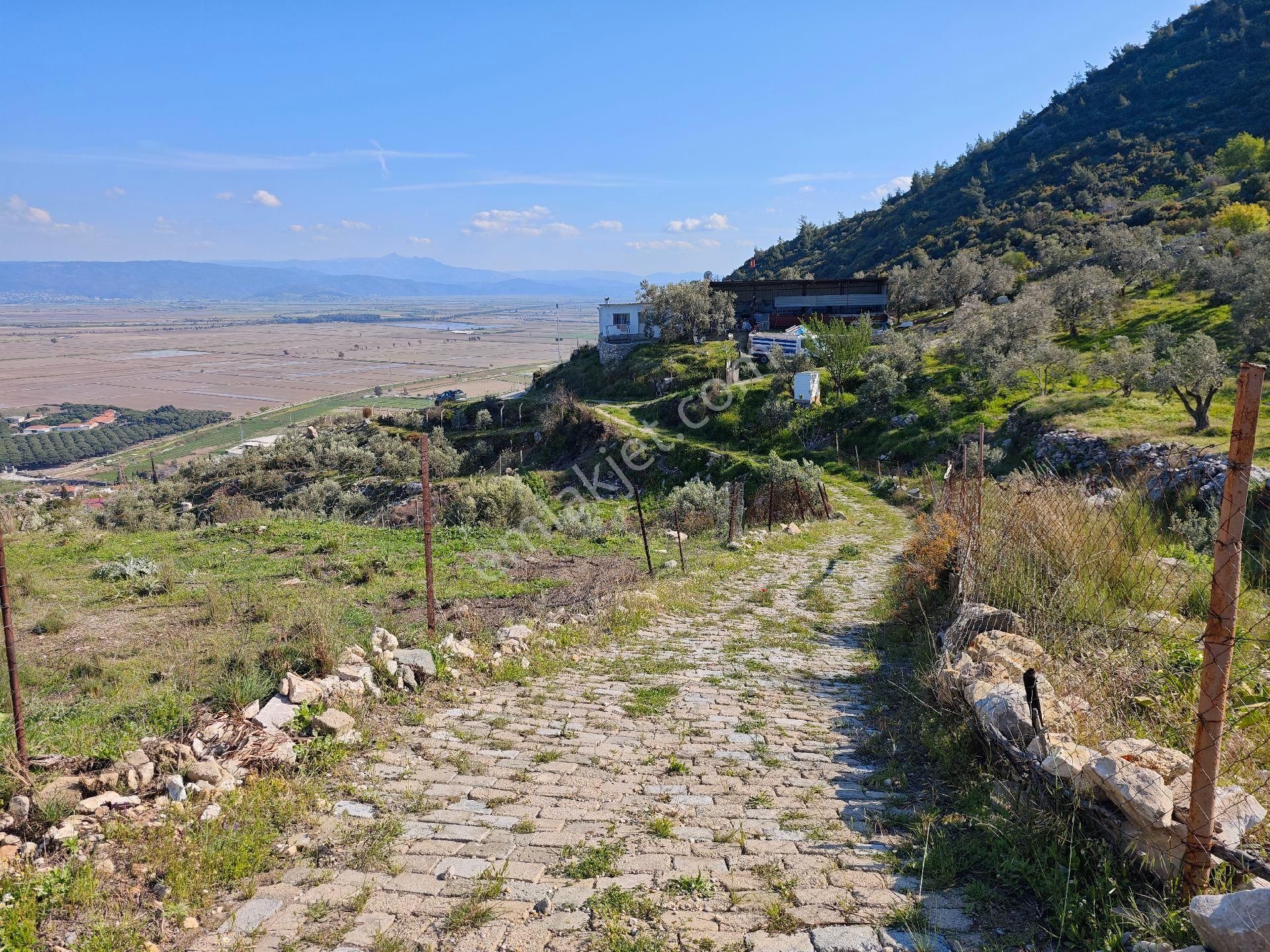 Satılık Yatırımlık Zeytinlik - Görsel 12