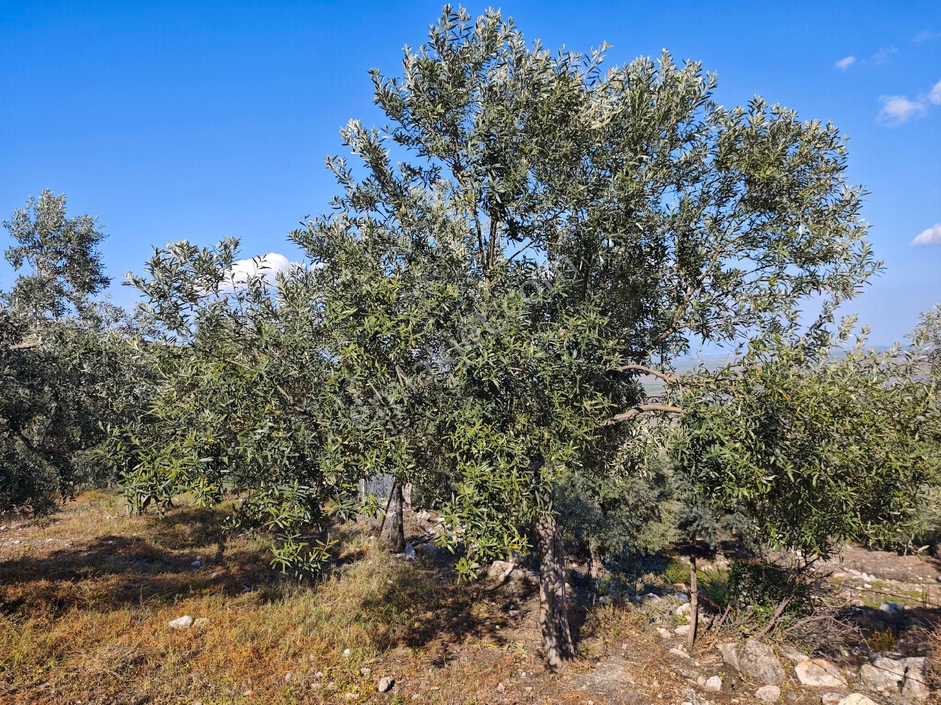 Satılık Yatırımlık Zeytinlik - Görsel 3