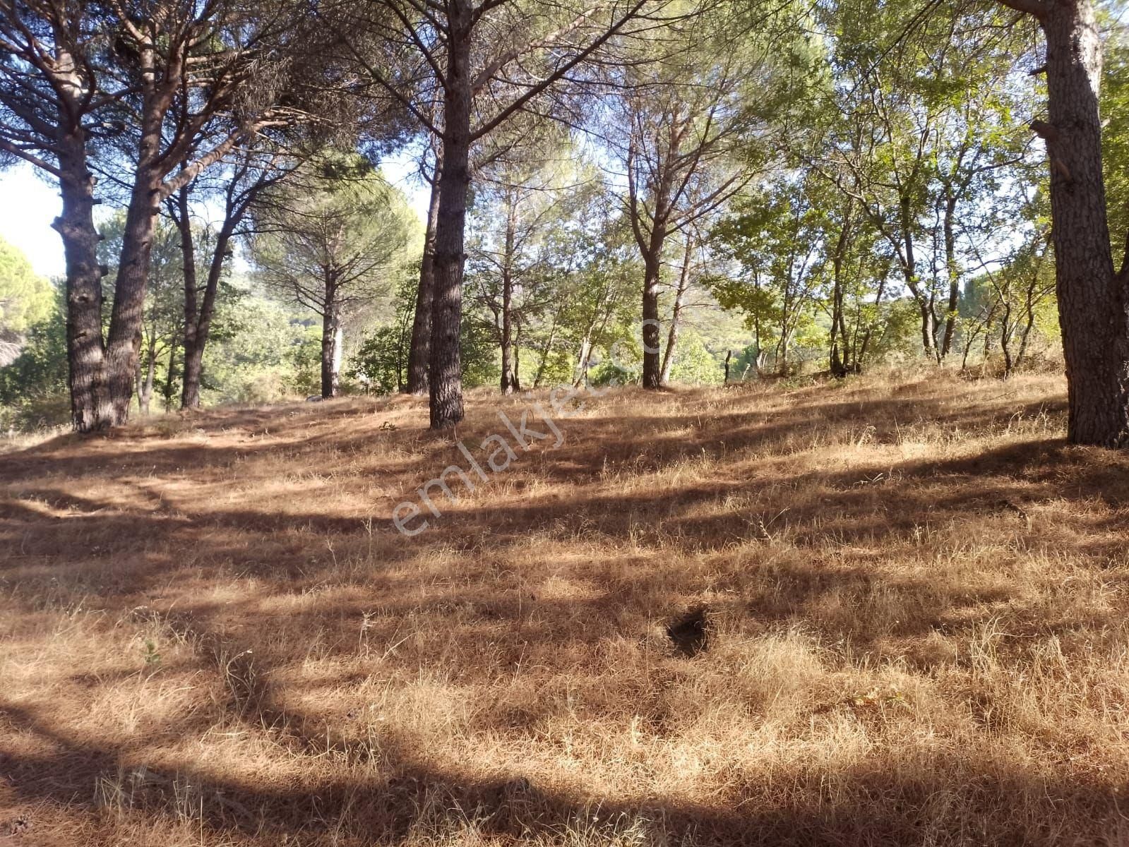 Ayvalık Bağyüzü Satılık Arazi Ayvalık Kozaklı Da Satılık Arsa