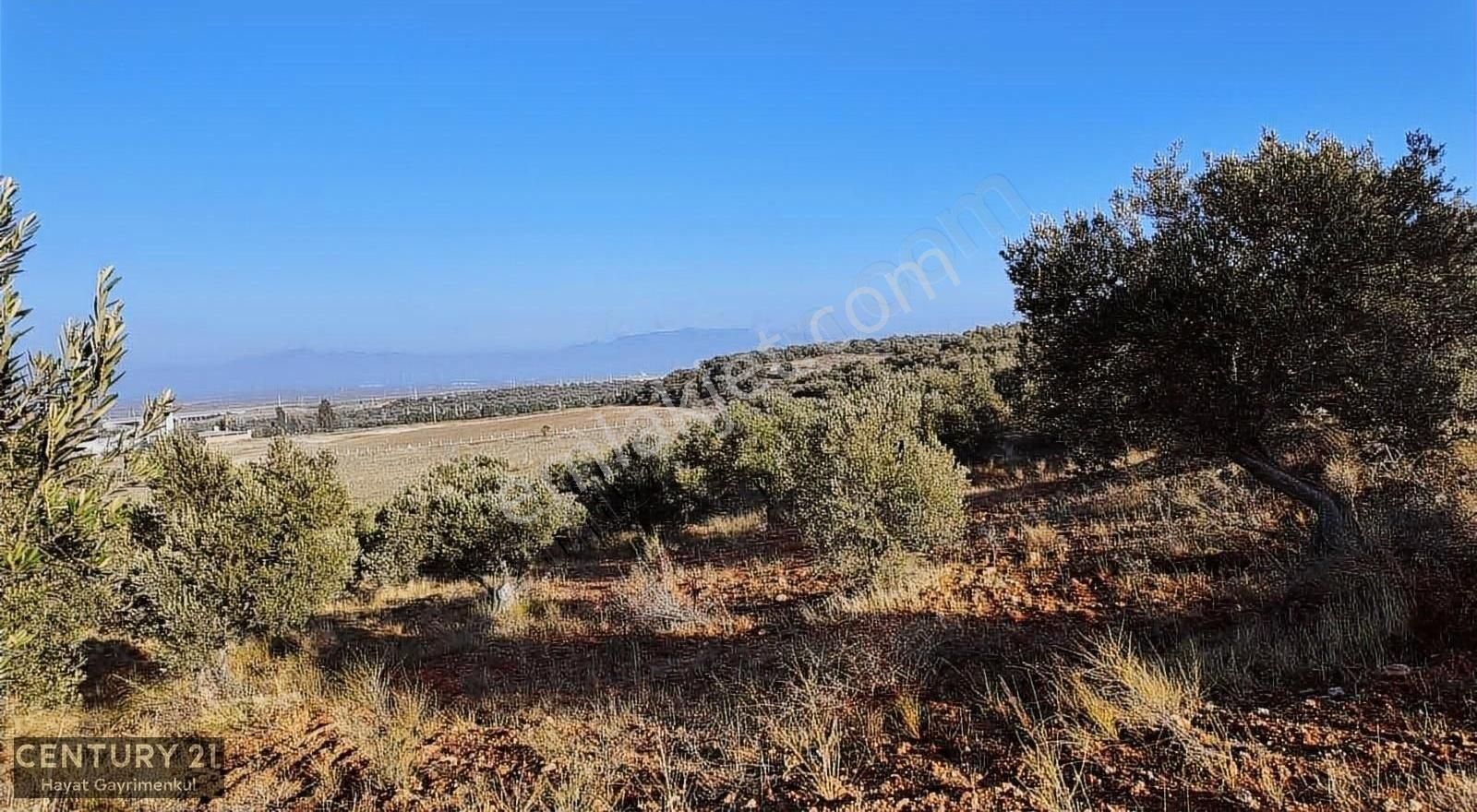 Bergama Zeytindağ Satılık Zeytinlik Bergama Zeytindağ'da Çanakkale Asfaltına Yakın Zeytinlik