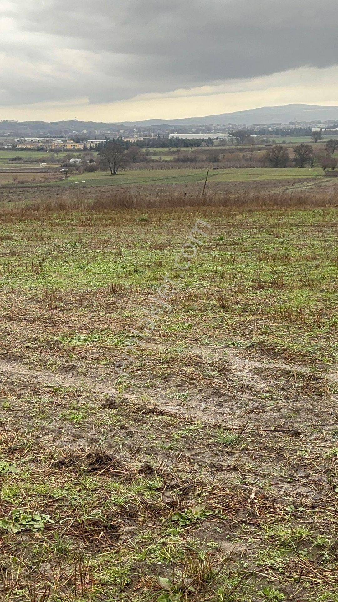 Mustafakemalpaşa Güllüce Satılık Tarla Güllüce Sanayi Bölgesinde 3700 M2 Tarla