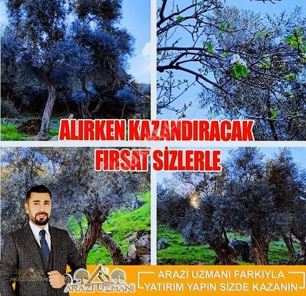 Koçarlı Kuşlarbelen Satılık Zeytinlik Arazi Uzmanı'ndan Aydın Koçarlı'da 8.692 M² Zeytinlik