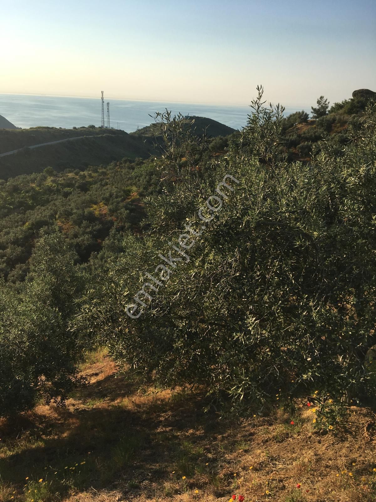 Deniz Manzaralı Yola Cephe Zeytinlik - Görsel 5