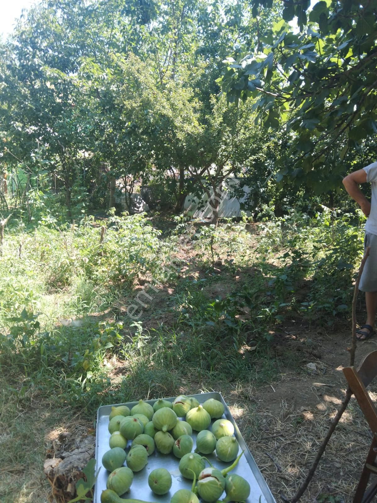 Dağyenice'de Fırsat Hobievli Bahçe..... - Görsel 13