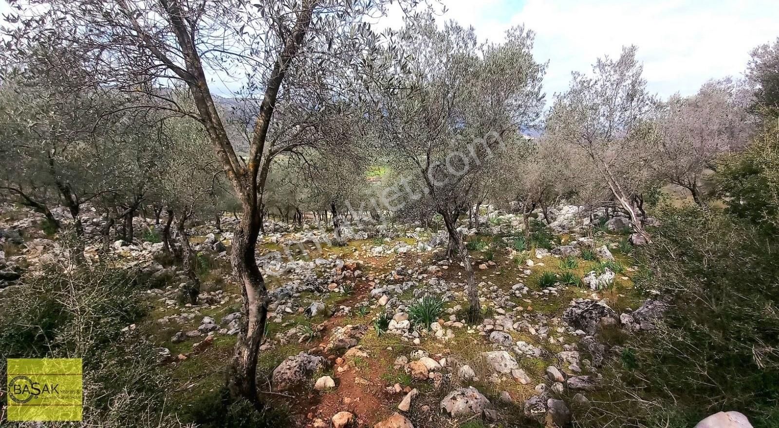 Seydikemer Gölbent Satılık Tarla Başaktan Karadere Plaj Yolu Üstünde Müstakil Tapu Tarla