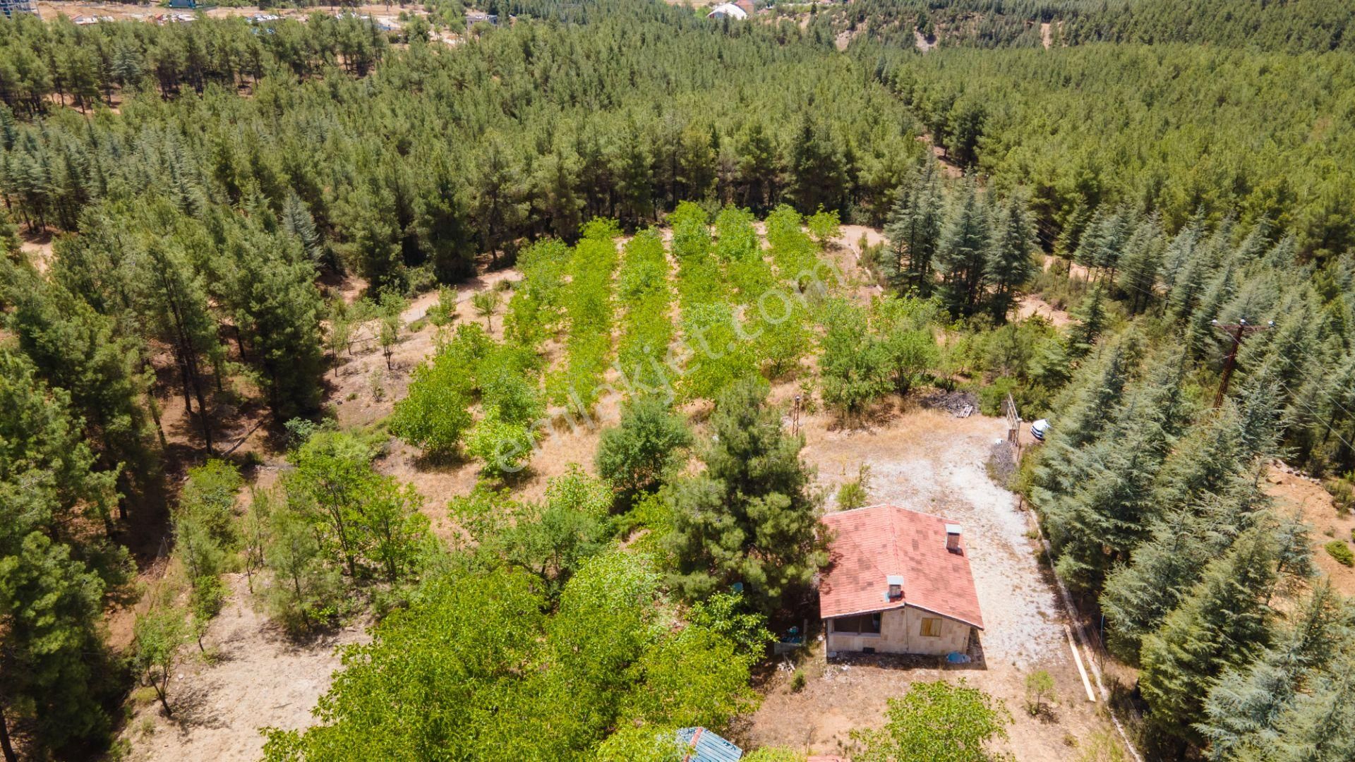 Bucak Alaattin Satılık Tarla Burdur Bucak Merkeze Yakın 10.507 M2 Satılık Ceviz Bahçesi