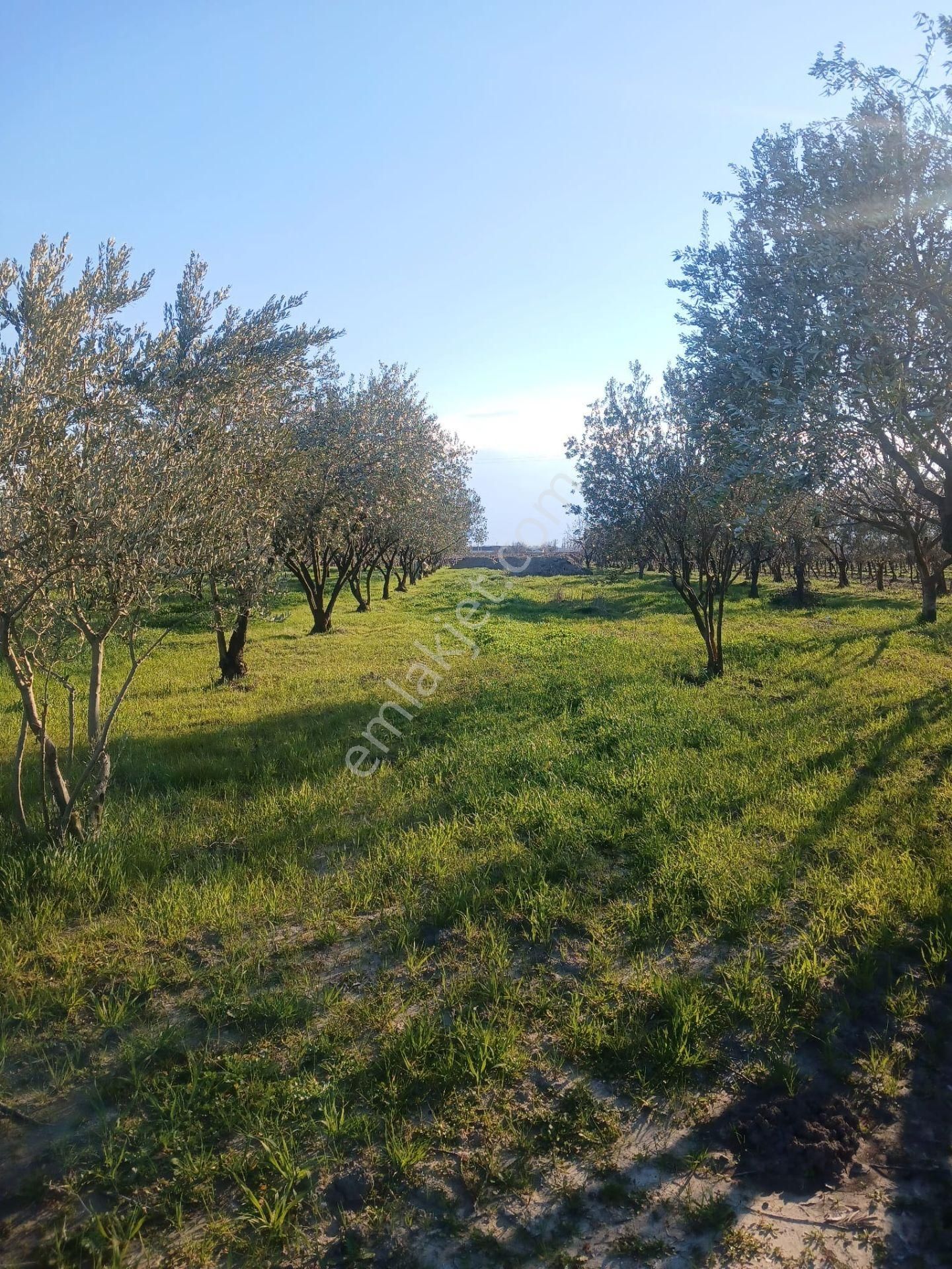 Saruhanlı Adiloba Satılık Zeytinlik Manisa Saruhanlıda Saruhanlı Merkeze Ve Adilobaya Çok Yakın Mesafede Satılık Zeytinlik