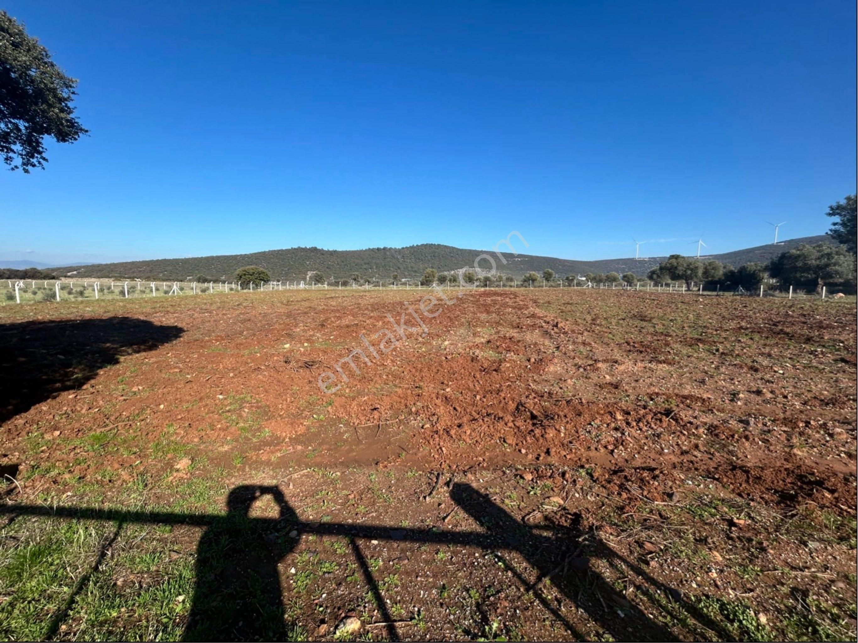 Didim Akyeniköyde 5 Dönüm Tarla