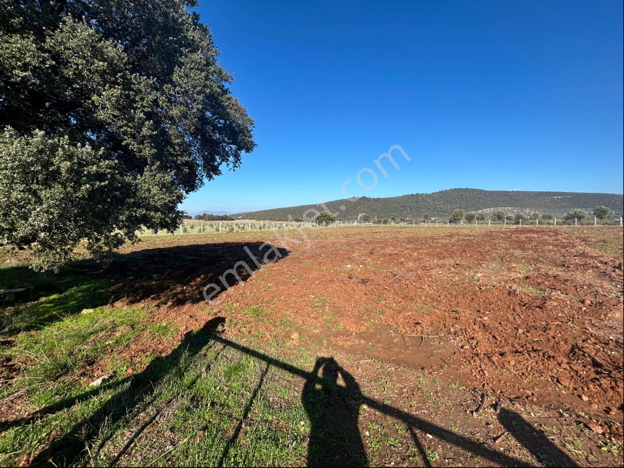 Didim Akyeniköyde 5 Dönüm Tarla - Görsel 4