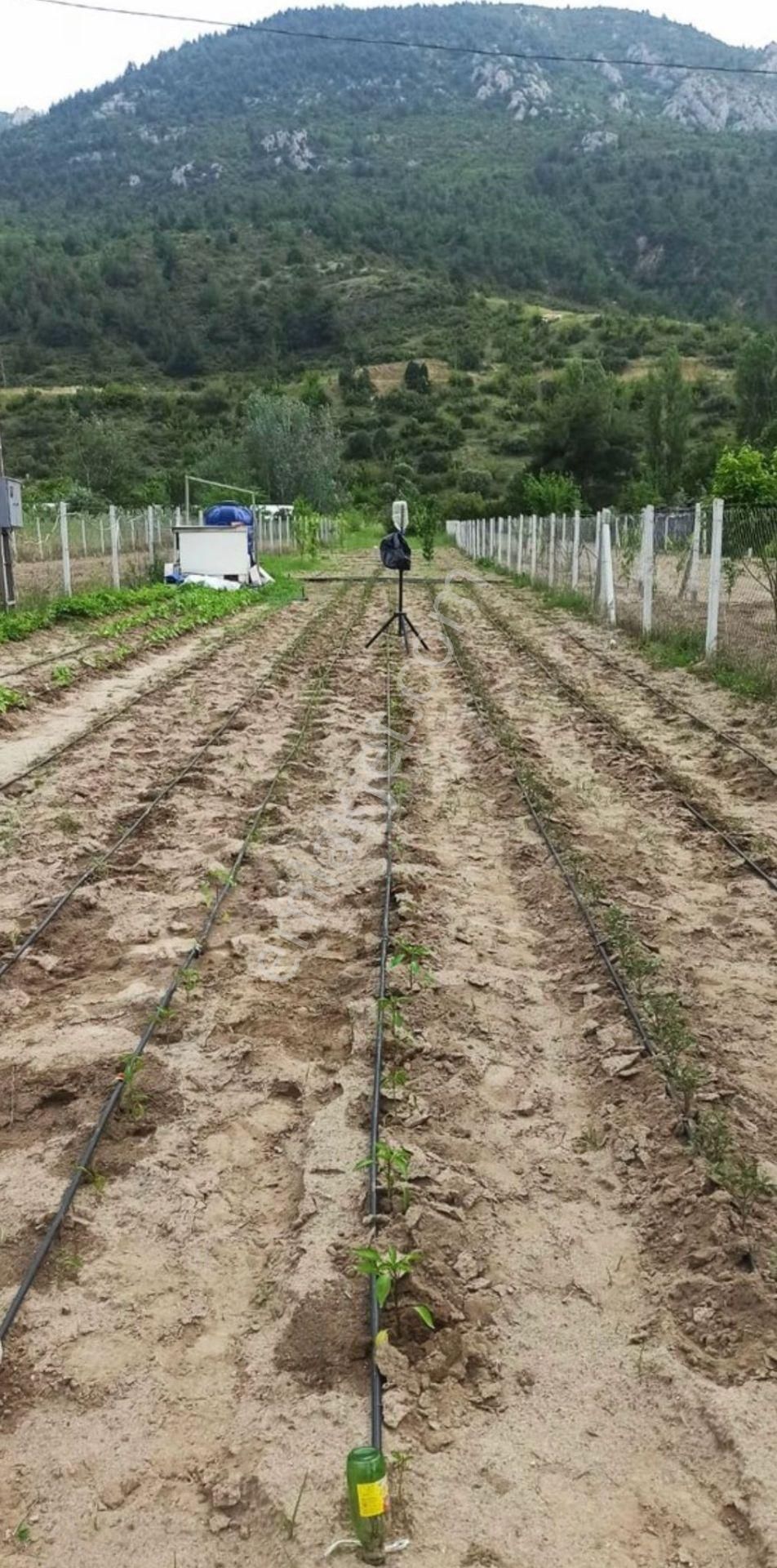 A-105 İnhisar Çayköy Satılık Çiftlik - Görsel 11