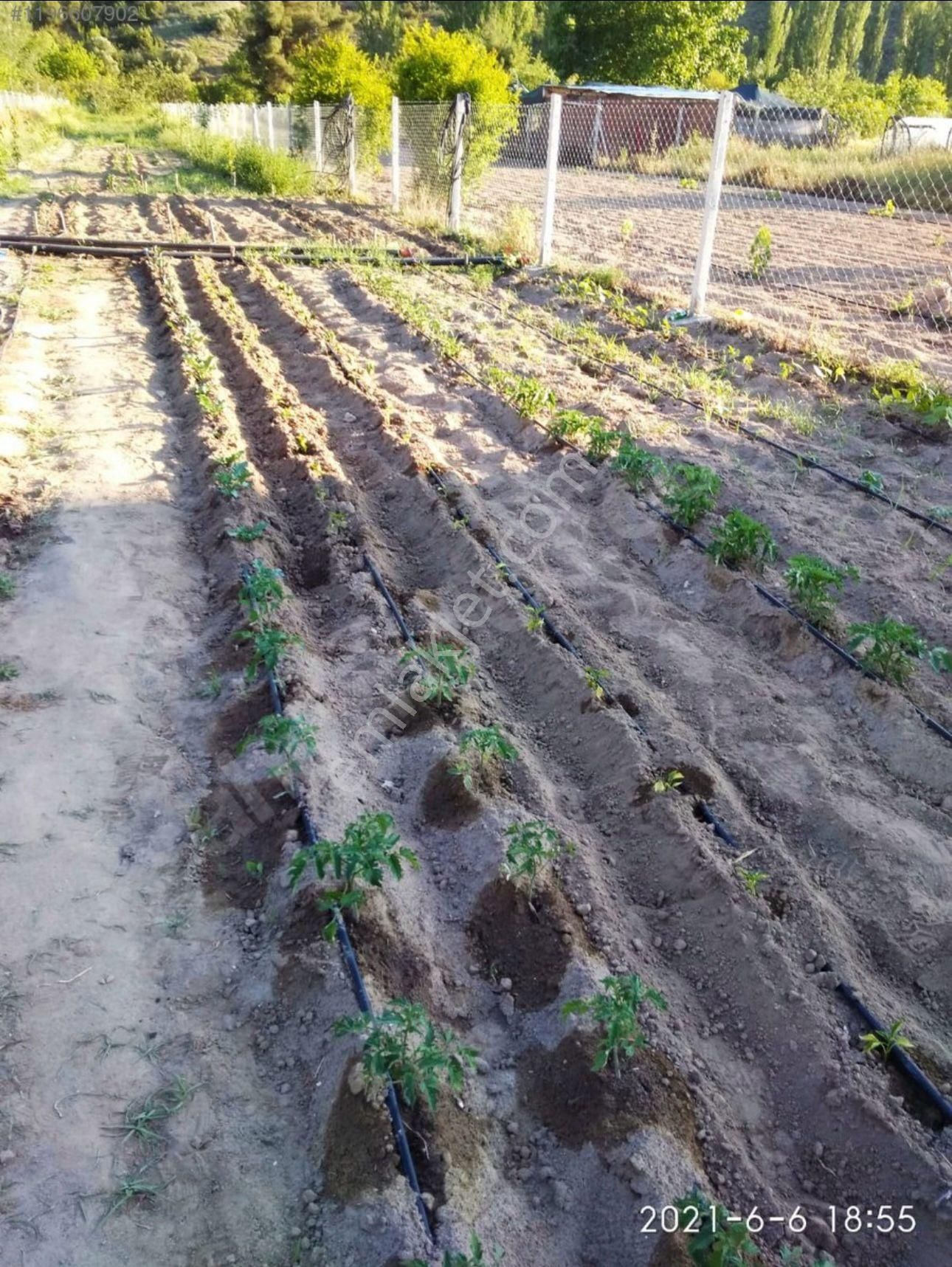 A-105 İnhisar Çayköy Satılık Çiftlik - Görsel 13