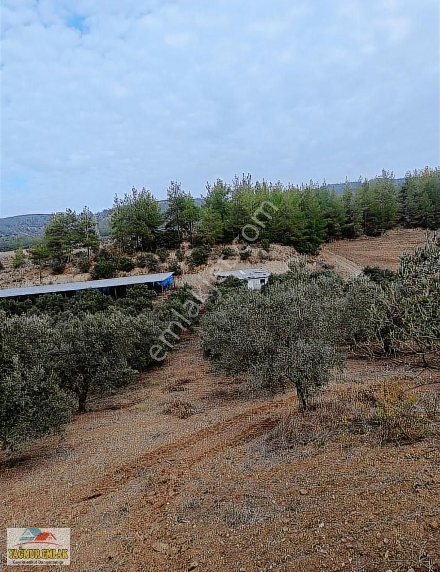 Erzin Gökdere Satılık Tarla Yağmur Emlak'tan Tek Tapulu Zeytin Ve Ciltlik Bahçesi Satılık