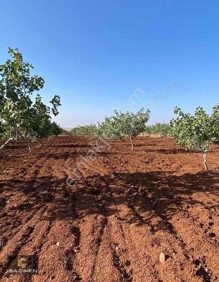 Kilis Merkez Akıncı Köyü Satılık Özel Kullanım Kilis Merkez Akıncı Mahallesin De Yetişmiş Fıstık Bahçesi