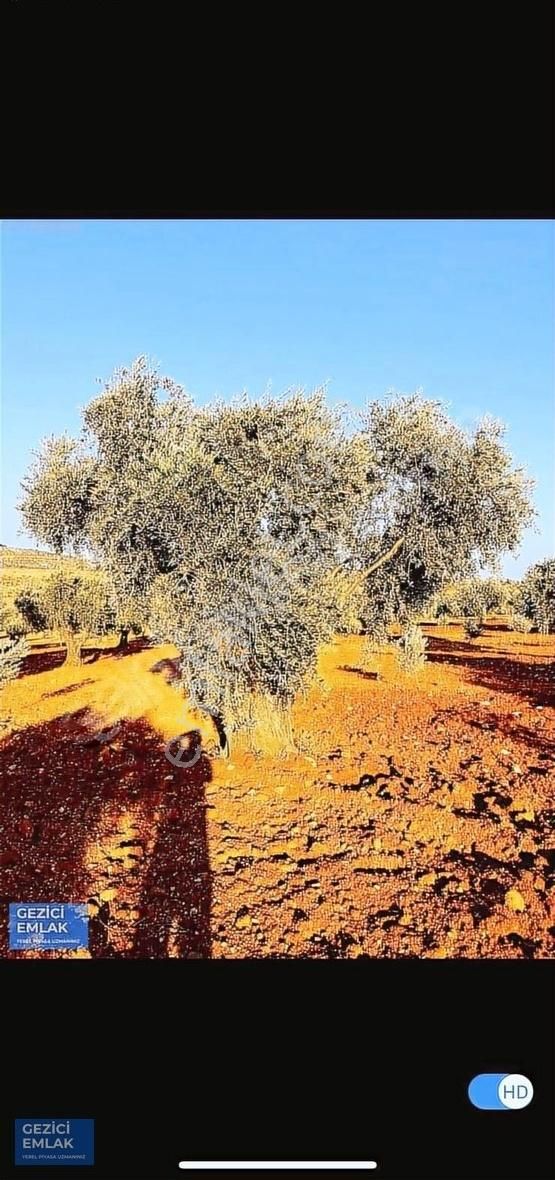 Kilis Merkez Şıh Mehmet Satılık Tarla Gezici Emlak'tan Satlık 24 Dönüm Mükemmel Zeytin