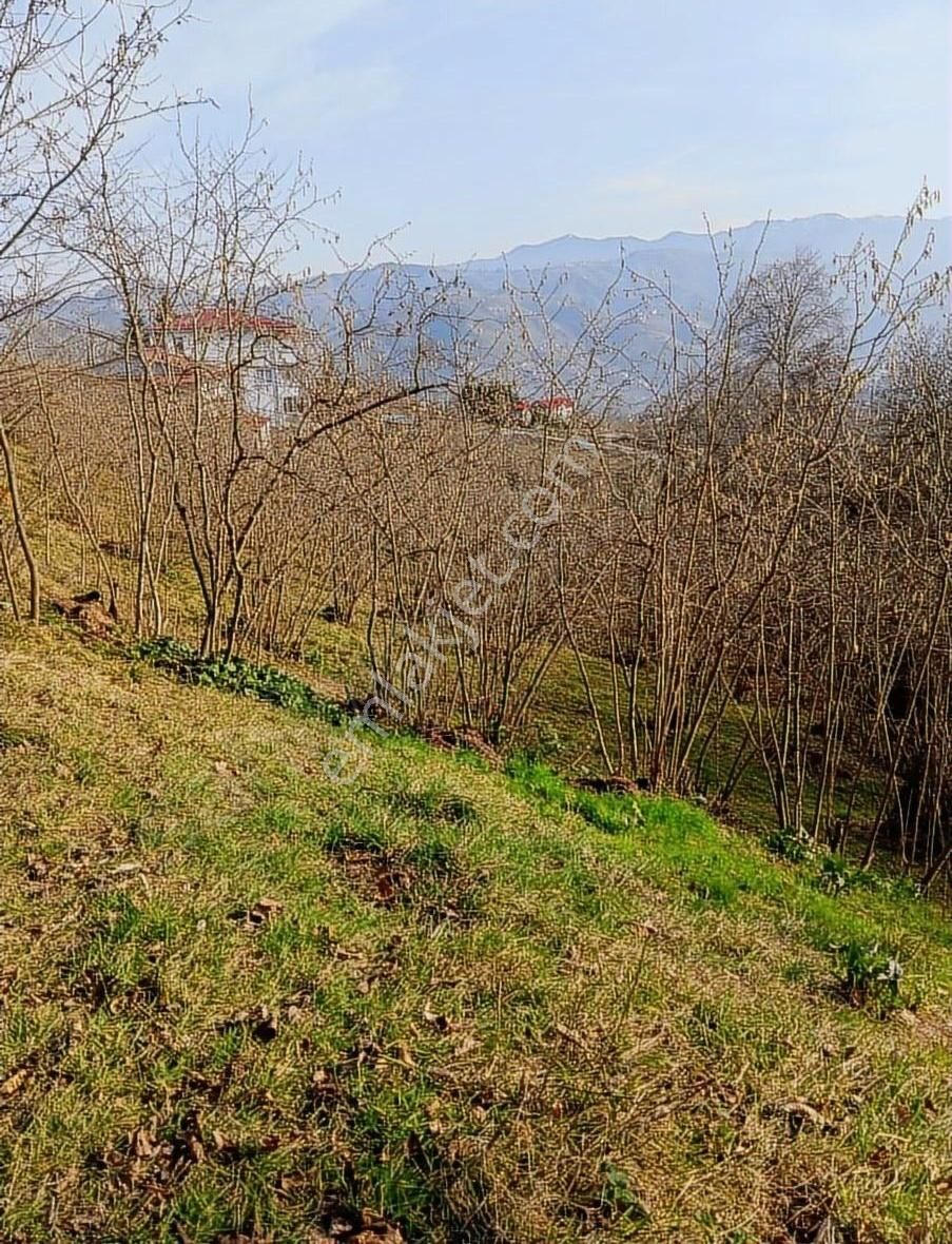 Ortahisar Düzyurt Satılık Tarla Kuzey Gayrimenkul Den Düzyurt Da Satılık Arazi..