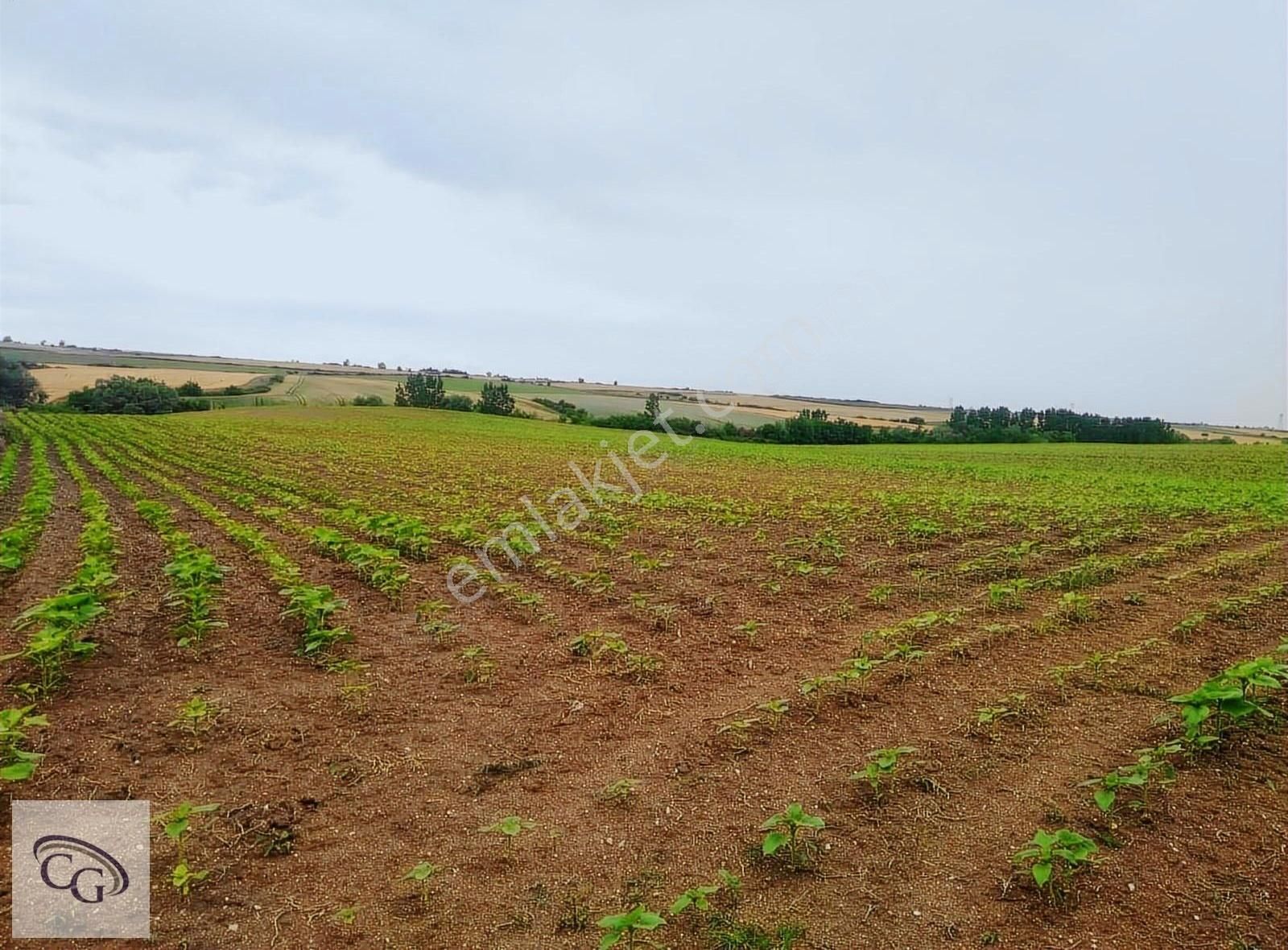 Çorlu Yenice Satılık Tarla Tekirdağ-çorlu-yenice'de Satılık 36 Dönüm Verimli Tarla