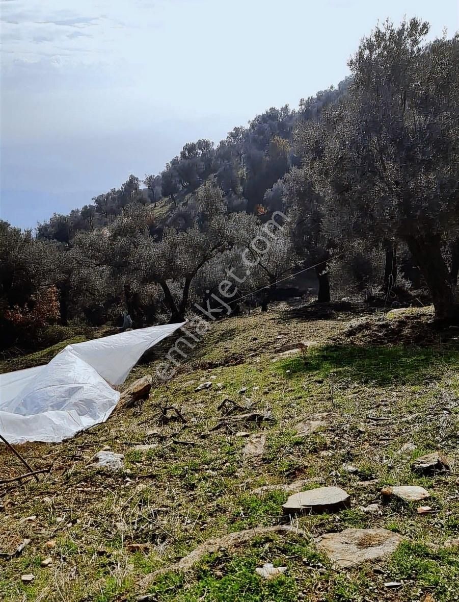 Bayındır Zeytinova'da Satılık Zeytinlik - Görsel 3