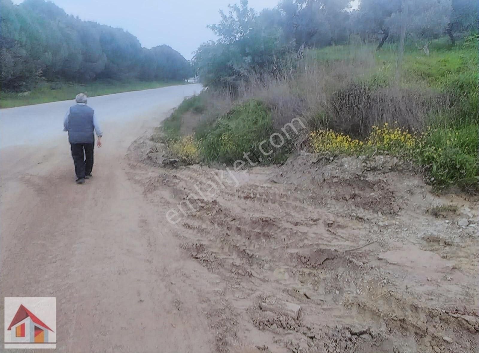 Germencik Hıdırbeyli Satılık Zeytinlik Aydın Germencik Hıdırbeylide Baraj Manzaralı Zeytinlik