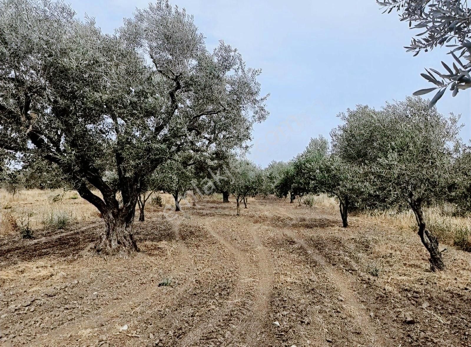 Saruhanlı Kepenekli Satılık Tarla Geb Gayrimenkul'den Kepenekli'de Zeytinlik