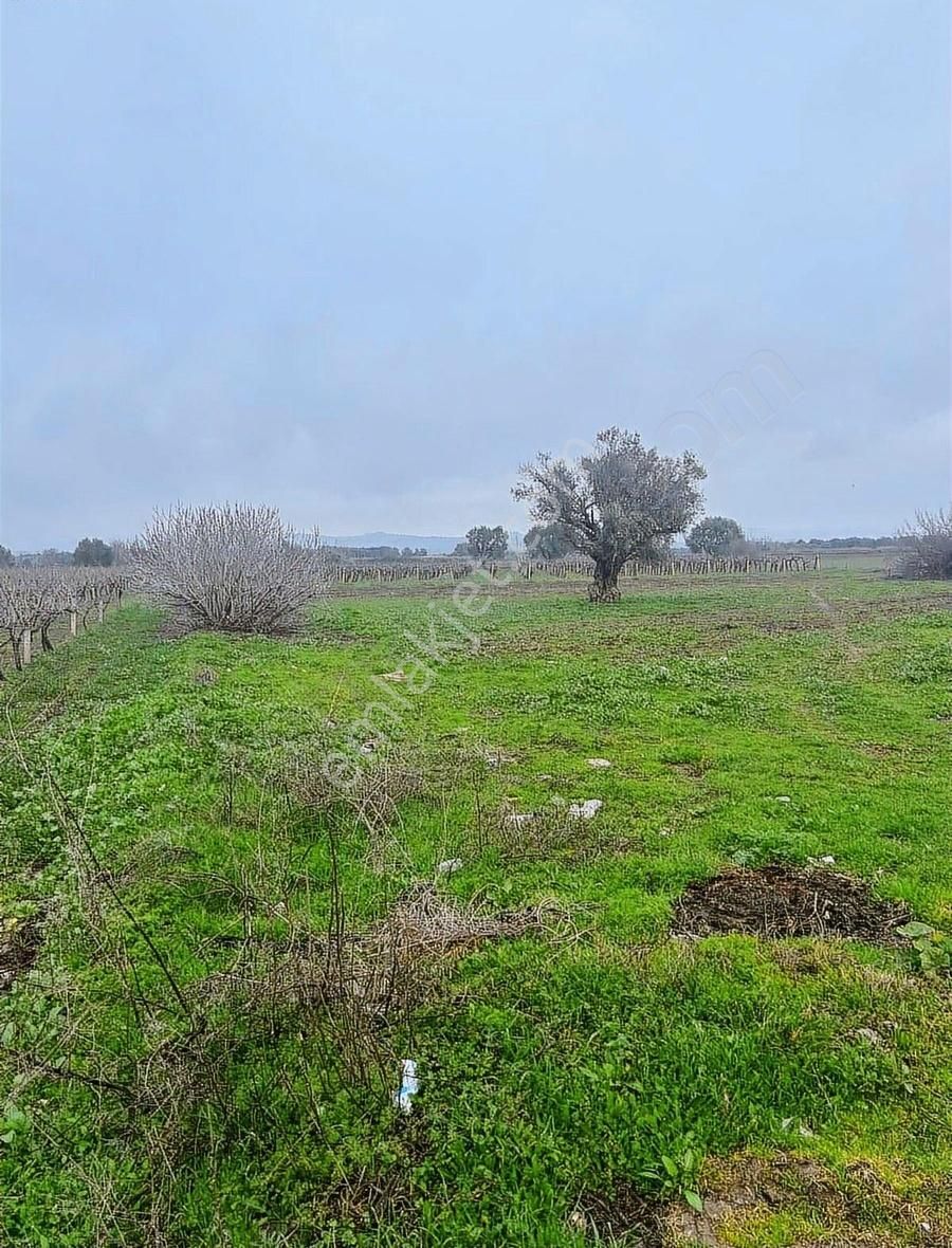 Saruhanlı Paşaköy Satılık Villa İmarlı Geb Gayrimenkul'den Paşaköy Değişik M2 Arsalar