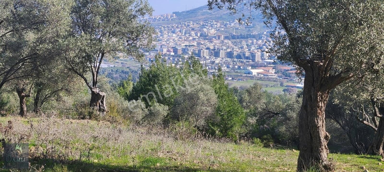 Güzelbahçe Yelki Satılık Tarla Çamlı Gayrimenkulden Yelkide Deniz Manzaralı Arazi