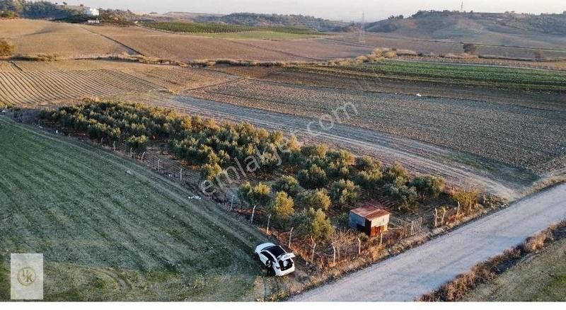 Çukurova Gökkuyu Satılık Tarla Gökkuyu'da/yol Üzerinde/tek Tapu/2.756 M2 Tarla/12o Adet Zeytin