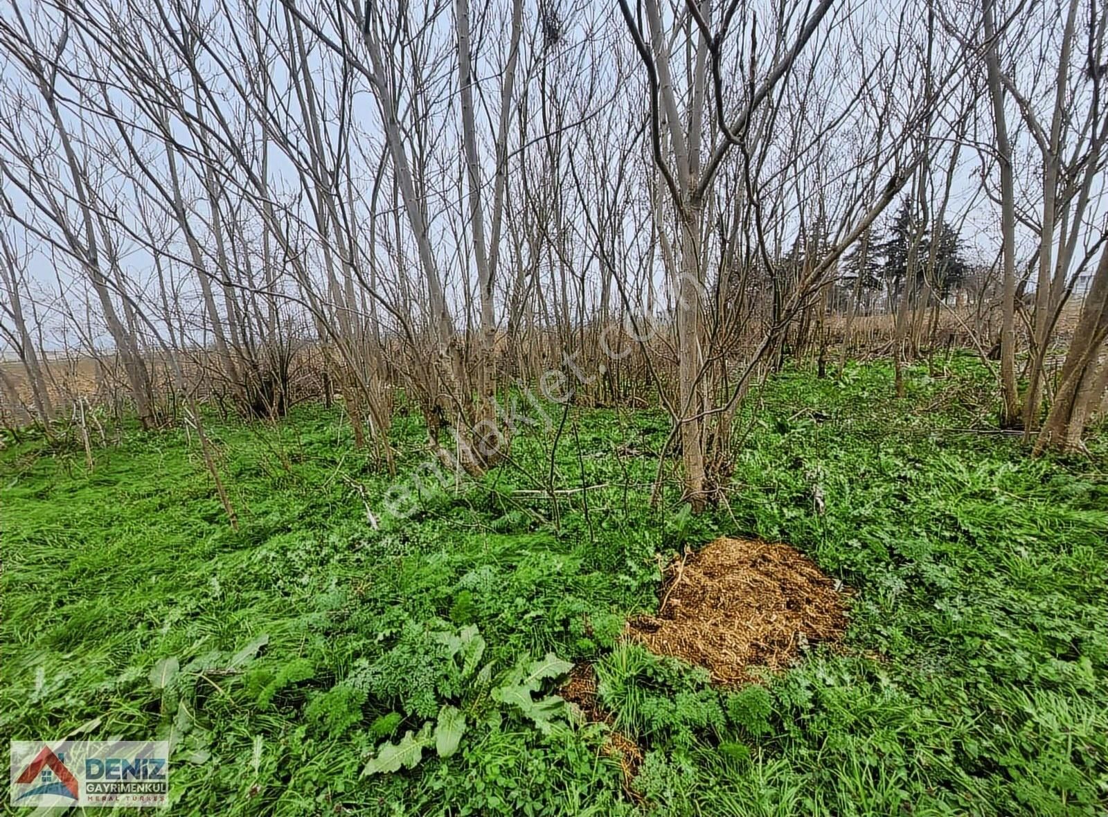 Yenişehir Çardak Satılık Konut İmarlı Bursa Yenişehir Çardak Mahallesinde Satılık Arsa