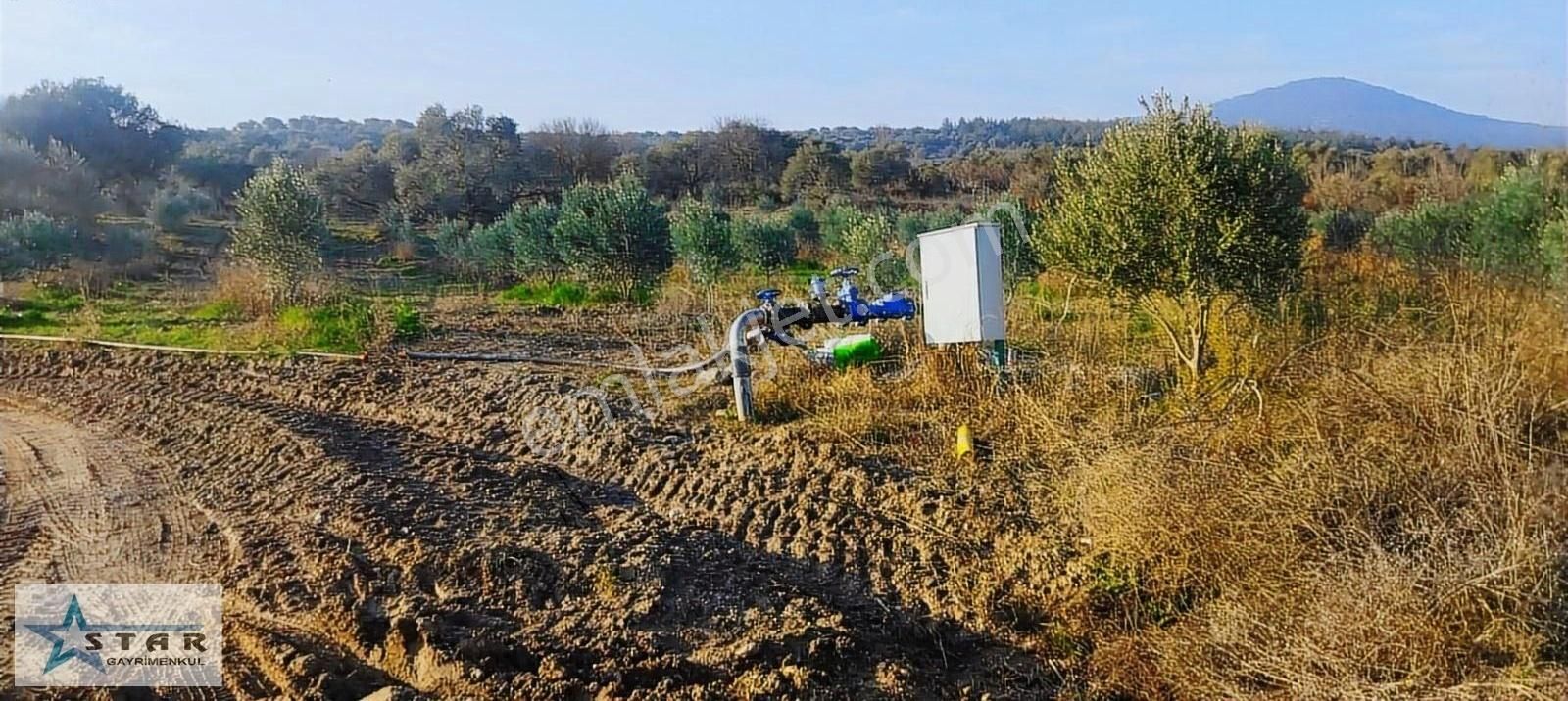 Şehzadeler Kaleköy Satılık Bağ & Bahçe Kale Köyünde Satılık Zeytinlik