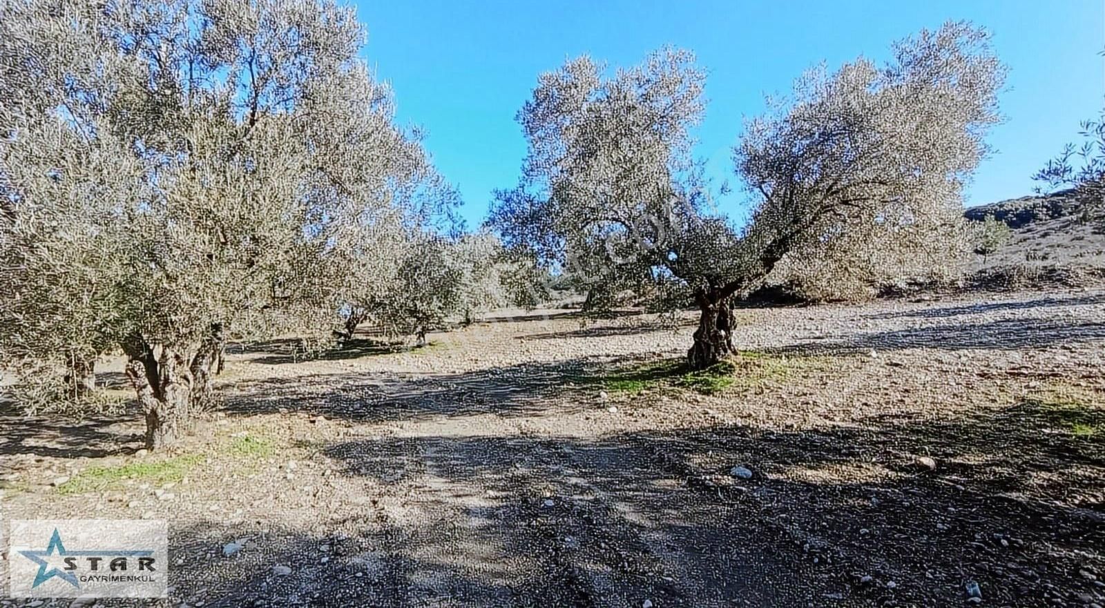 Saruhanlı Gözlet Satılık Zeytinlik Saruhanlı Gözlet'te Köye Yakın Satılık Zeytinlik