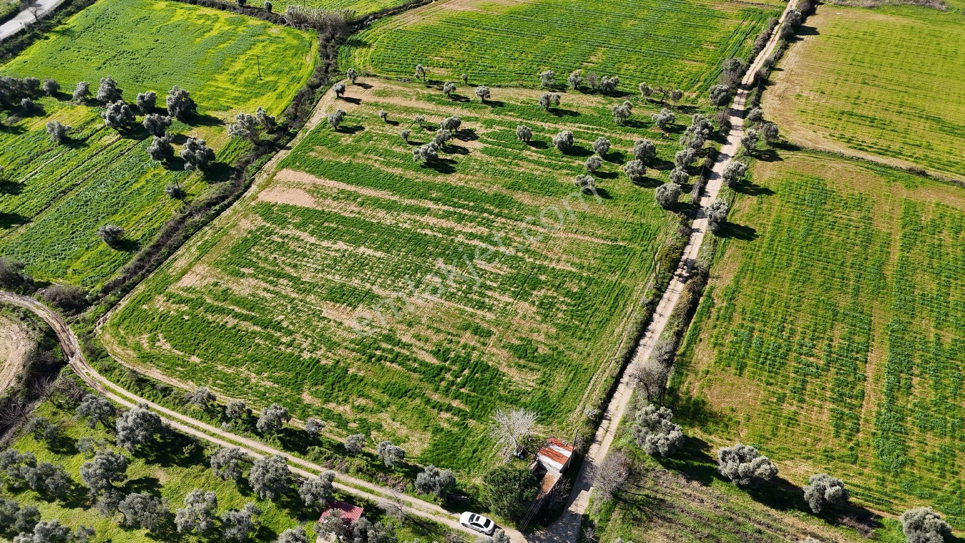 Fırsat Milas'ta Satılık Tarla Köşe Parsel Su Ve Elektrik İçinde - Görsel 13