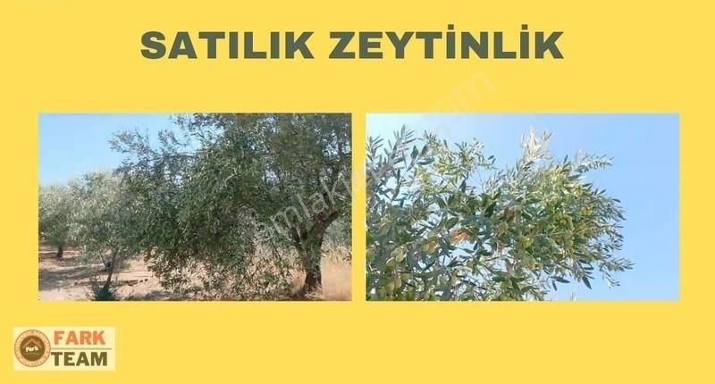 Saruhanlı Apak Satılık Zeytinlik Manisa Saruhanlı Apakta 3900 M2 Zeytinlik