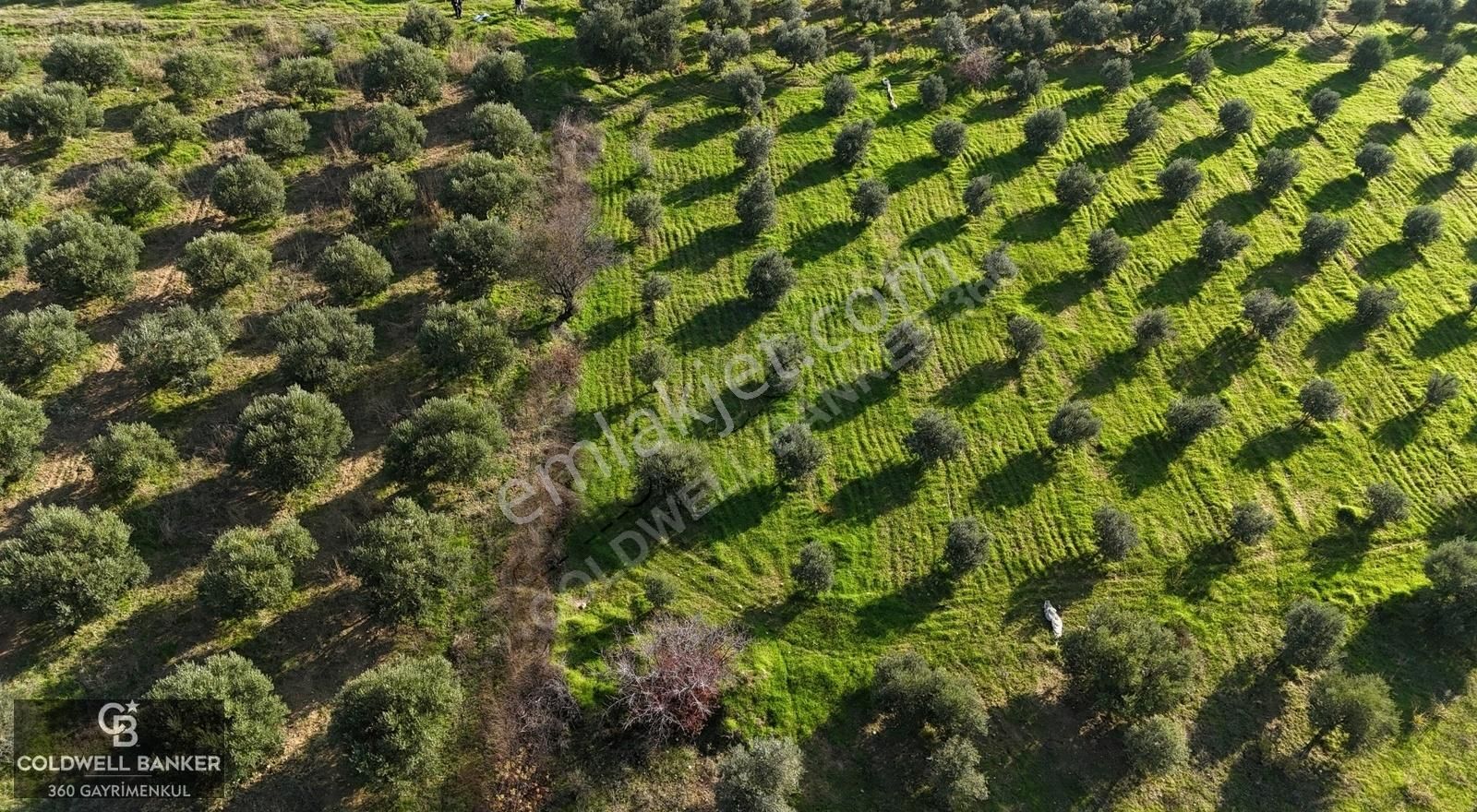 Torbalı Saipler Satılık Tarla İzmir Torbalı Saipler Köyünde 773 M2 Satılık Tarla