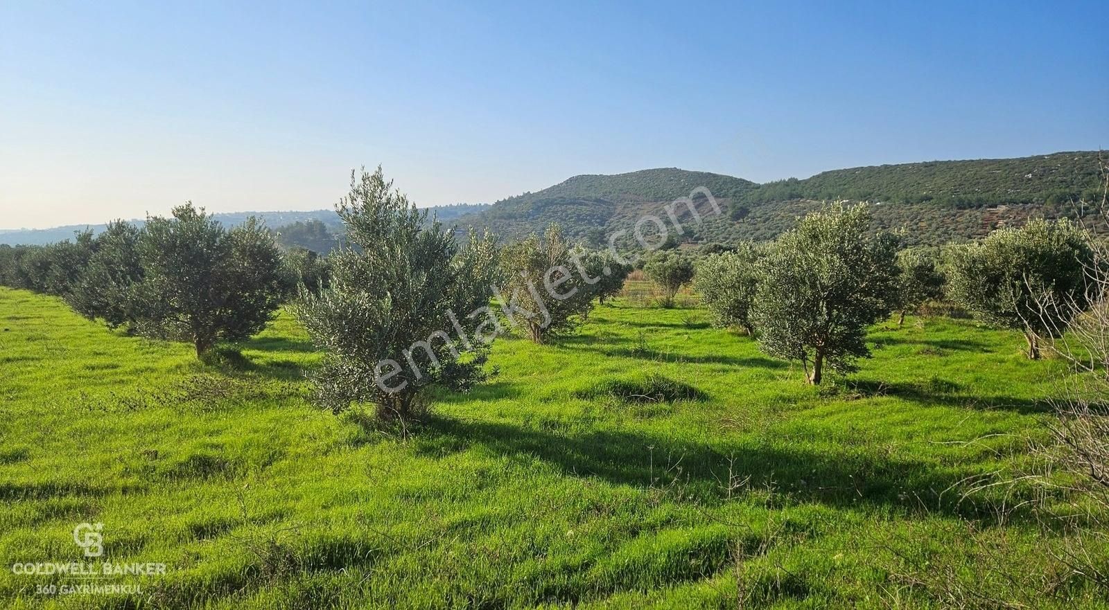 Torbalı Saipler Satılık Bağ & Bahçe İzmir Torbalı Saipler Köyünde 3265 M2 Satılık Tarla