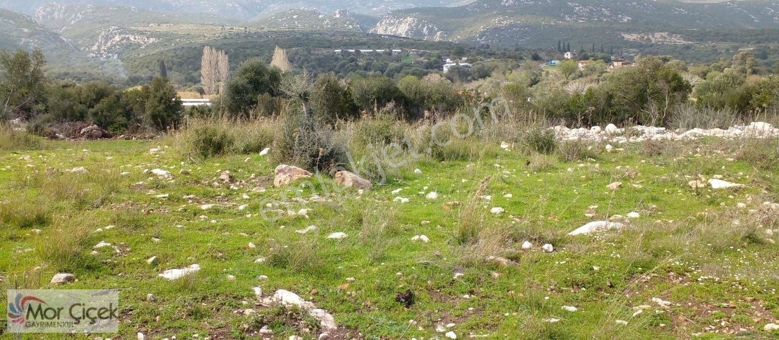 Morçiçek Emlak Karaburun Eğlenhoca'da Satılık Tarla