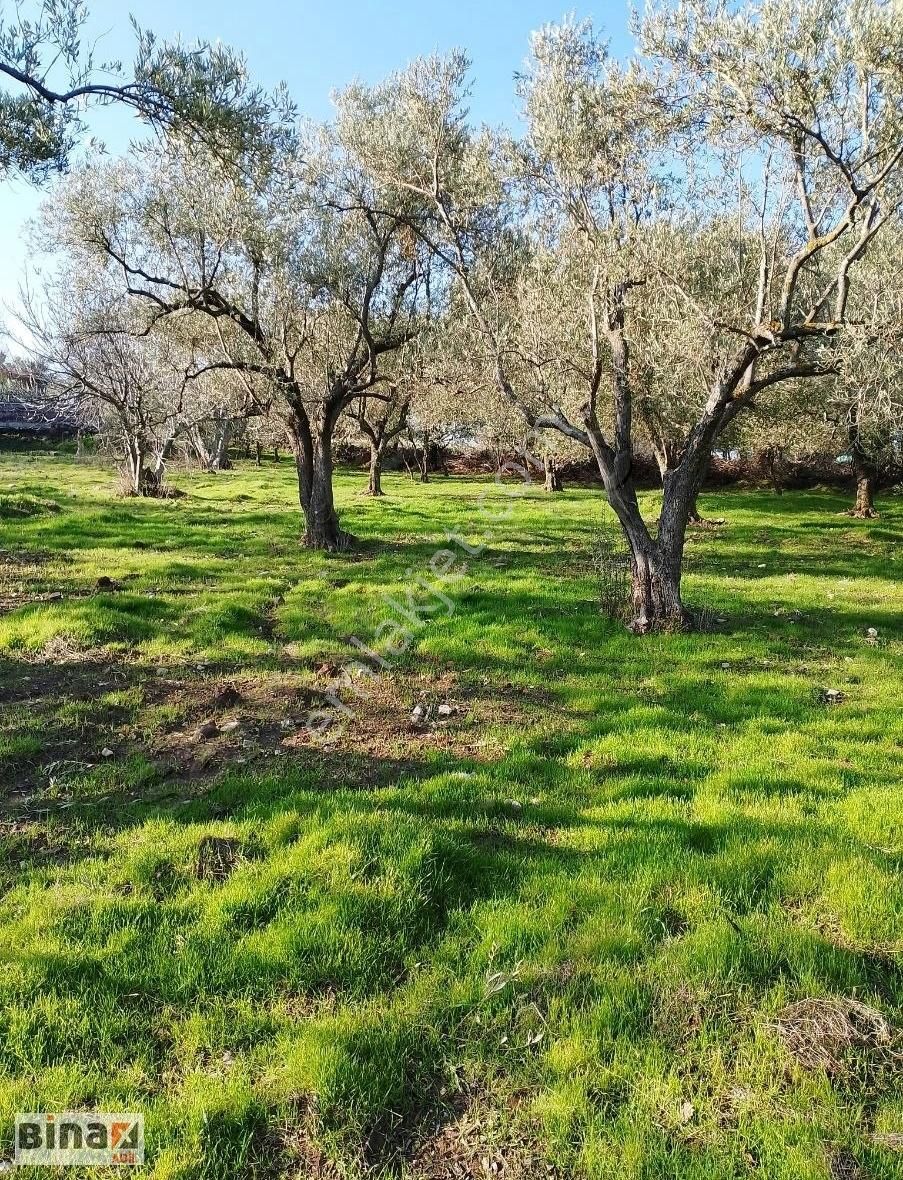 Bergama Cevaplı Satılık Tarla Bergama Cevaplı Köyünde Satılık Zeytinlik