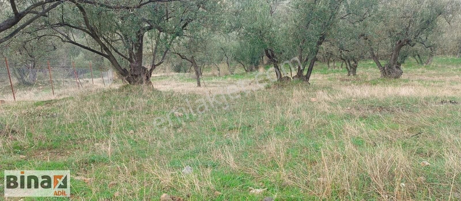 Bergama Karahıdırlı Satılık Zeytinlik Bergama Karahıdırlı Köyünde Satılık Hobi Bahçesi