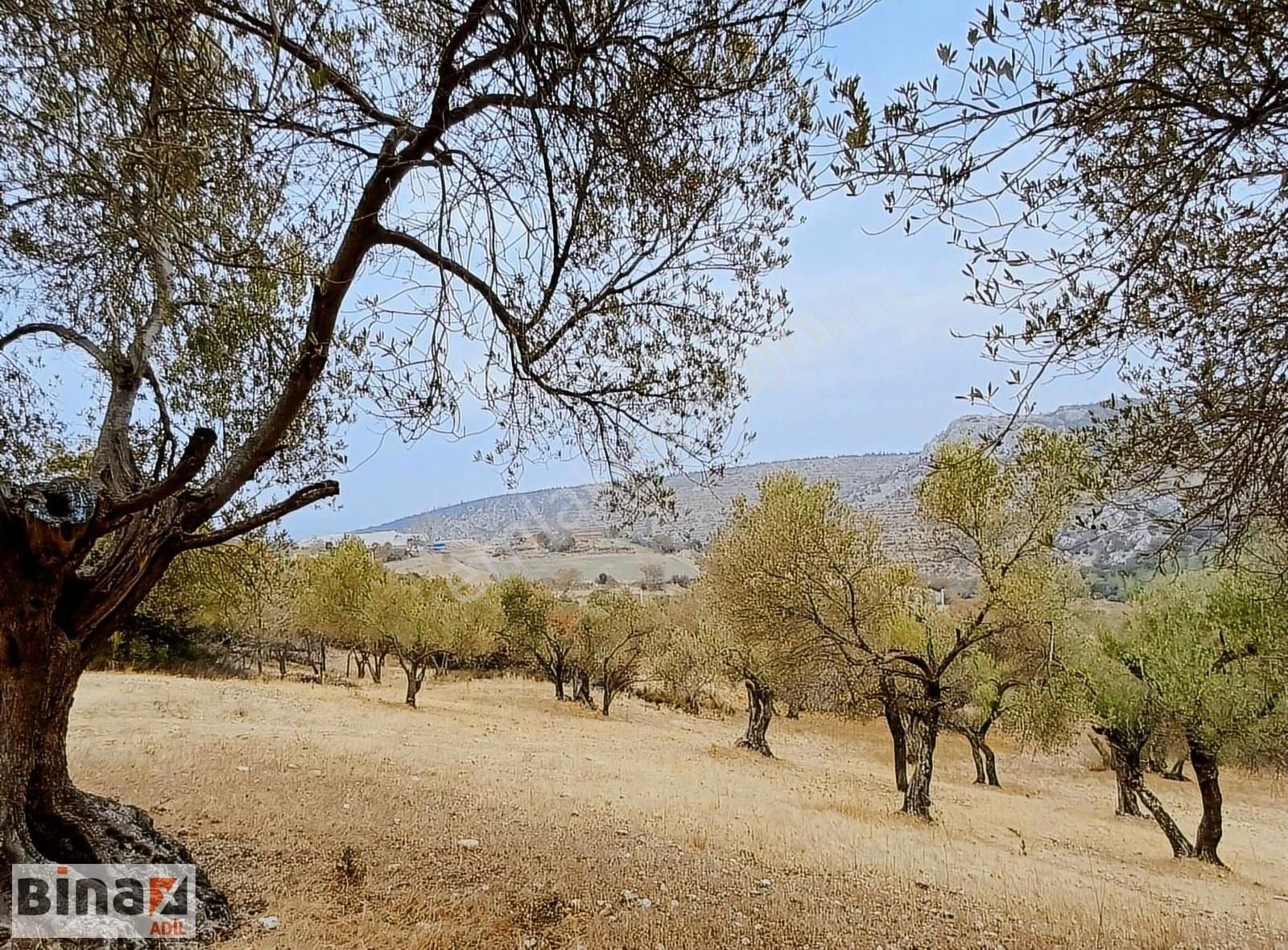 Kınık İbrahimağa Satılık Zeytinlik Kınık İbrahimağa Mahallesi'nde Satılık Zeytinlik