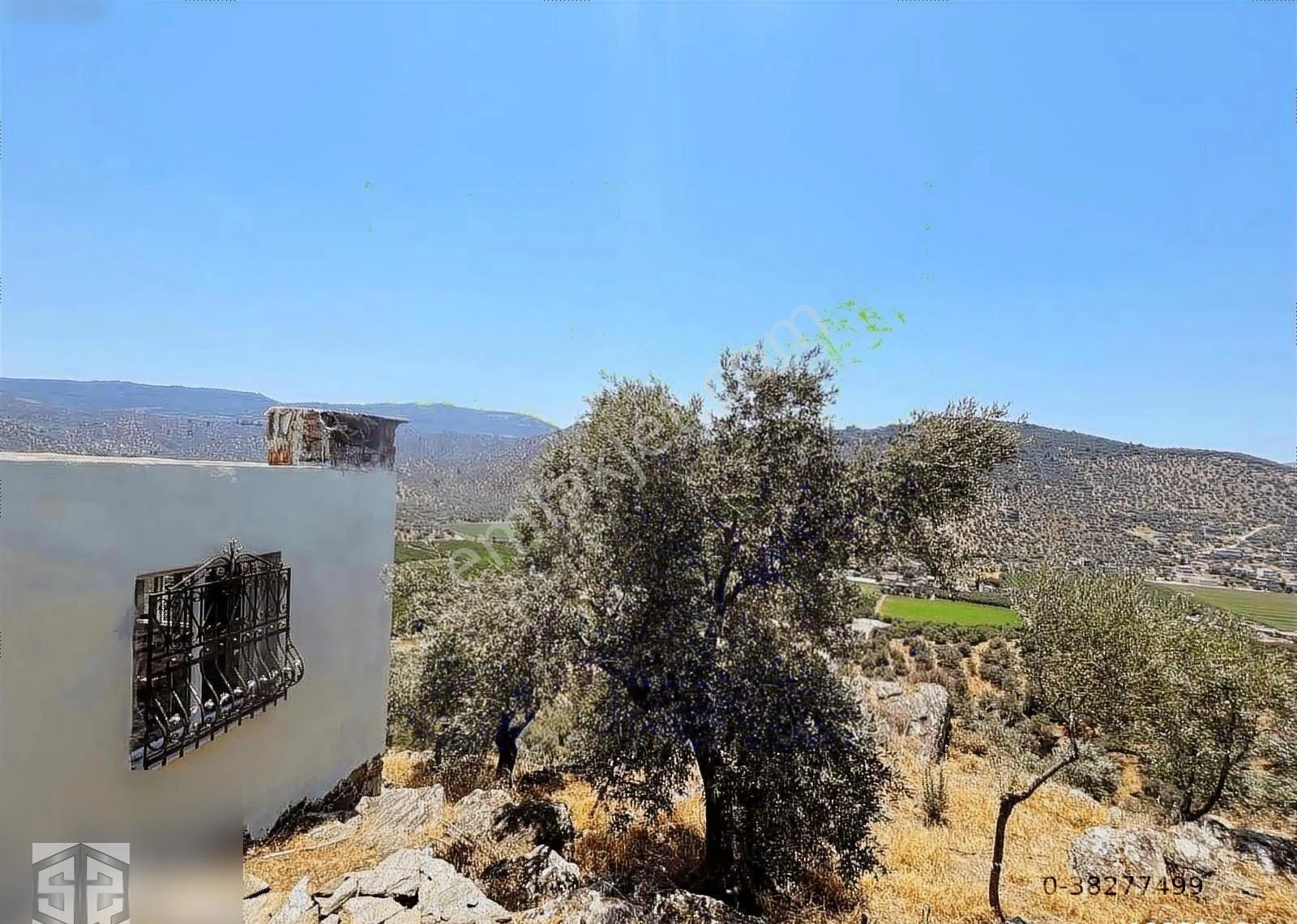 İzmir Selcuk Belevi Köyü 8146 M2 İçinde Evi Olan Zeytinlik - Görsel 5